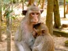 Cambodge - Angkor : l\'inévitable série animalière, singes