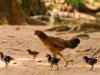 Cambodge - Angkor : l\'inévitable série animalière, poule et poussins