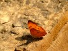 Cambodge - Angkor : l\'inévitable série animalière, papillon