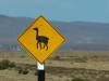 Pérou - route Arequipa-Puno : Altiplano - attention vigognes