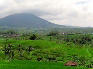 Indonésie - Bali - sur la route pour Lovina : Jatiluwih