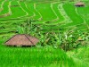 Indonésie - Bali - sur la route pour Lovina : Jatiluwih