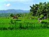 Indonésie - Bali - Lovina : rizières