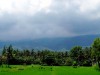 Indonésie - Bali - Lovina : rizières
