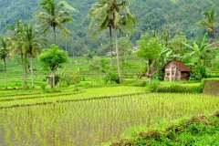 Bali - Sidemen