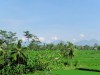 Indonésie - Bali - Ubud : vue depuis la pause jus de fruit