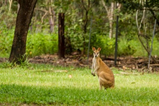 Australie - Parc national de Litchfield : wallabie