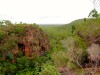 Australie - Parc national de Litchfield : forêt