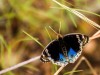 Australie - Parc national de Litchfield : papillon