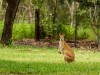 Australie - Parc national de Litchfield : wallabie