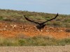 Australie : un aigle au bord de la route