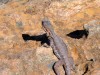 Australie - Flinders Ranges : copain de casse-croute