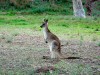 Australie - Flinders Ranges : kangourou