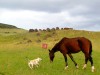 Chili - Ile de Pâques : notre premier chien-copain aime jouer avec les chevaux