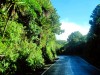 Nouvelle Zélande - la forêt au Egmont National Park