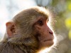 Népal : Swayambhunath : singe du monkeys temple