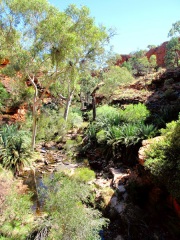 Australie - Kings Canyon : Rim walk (Eden garden)