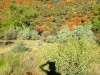 Australie - Kings Canyon : Creek walk (autoportrait)