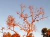 Australie - Kings Canyon : Creek walk à la lumière du couché de soleil