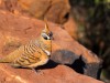 Australie - Kings Canyon : Rim walk (Spinifex Pigeon)