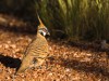 Australie - Kings Canyon : Rim walk (Spinifex Pigeon)