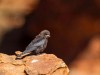 Australie - Kings Canyon : Rim walk (oiseau)