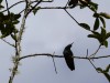 Pérou - Machu Picchu : ascension du Huayna Picchu - colibri