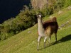 Pérou - Machu Picchu : lama