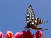 Madagascar Mangily : papillon de lumière !