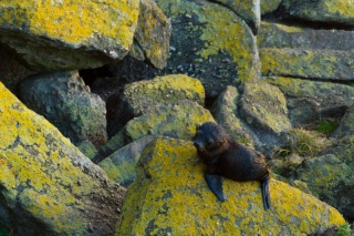 Nouvelle Zélande - Tauranga Bay : seal colony