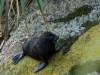 Nouvelle Zélande - Tauranga Bay : seal colony