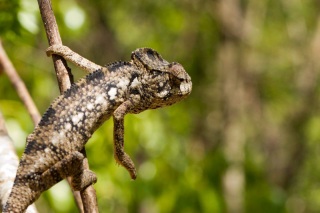 Madagascar - Réserve de l' Anja : caméléon