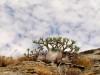 Madagascar - Isalo : mini-baobab
