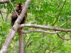 Madagascar - Isalo : lémurien