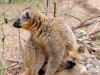 Madagascar - Isalo : lémuriens