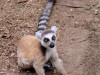 Madagascar - Isalo : lémurien