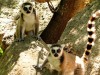 Madagascar - Réserve de l\' Anja : lémuriens