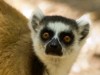 Madagascar - Réserve de l\' Anja : lémurien