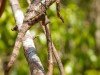 Madagascar - Réserve de l\' Anja : caméléon