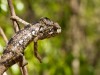 Madagascar - Réserve de l' Anja : caméléon