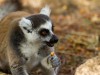 Madagascar - Réserve de l\' Anja : lémurien
