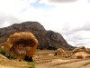 Madagascar : route d\'Ambalavao