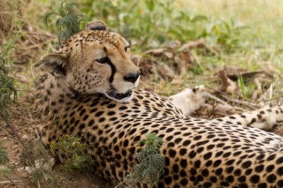 Serengeti : cheetah (guépard)