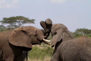 Serengeti : bisou d'éléphants