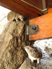 Serengti : les hyrax du lodge