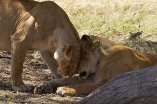 Serengeti : calin !