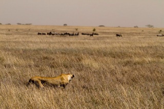 Serengeti : lionne en chasse