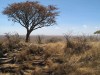 Serengeti : entrée du parc