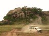 Serengeti : cailloux à lions