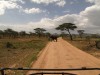 Serengeti : éléphant sur la piste